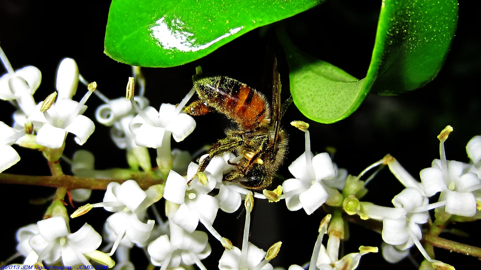Honeybees on white flowers 